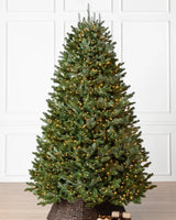 Árvore de Natal Abeto Fraser Imperial - Imagem 6