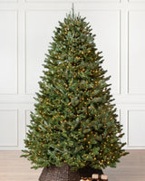 Árvore de Natal Abeto Fraser Imperial - Imagem 1