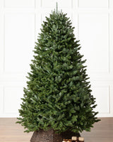 Árvore de Natal Abeto Fraser Imperial - Imagem 2