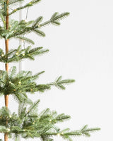 Árvore de Natal Abeto Balsâmico Alpino - Imagem 2