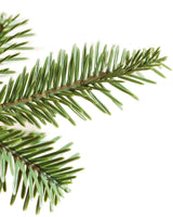 Árvore de Natal Abeto Balsâmico Alpino - Imagem 3