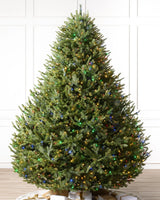 Árvore de Natal Abeto Balsâmico Imperial - Imagem 1