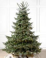 Árvore de Natal Abeto Europeu - Imagem 1