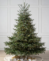 Árvore de Natal Abeto Europeu - Imagem 2