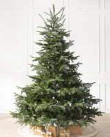 Árvore de Natal Abeto Europeu - Imagem 3