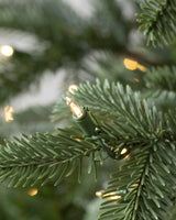 Árvore de Natal Abeto Europeu - Imagem 4