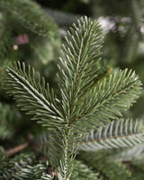 Árvore de Natal Abeto Europeu - Imagem 7