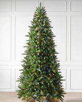 Árvore de Natal Abeto Montanha Berkshire - Imagem 2
