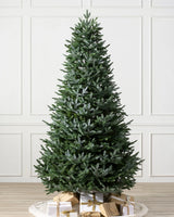 Árvore de Natal Abeto Prateado Europeu - Imagem 2