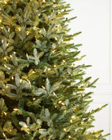 Árvore de Natal Abeto Prateado Europeu - Imagem 3
