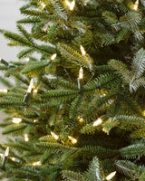 Árvore de Natal Abeto Prateado Europeu - Imagem 4