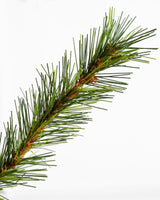 Árvore de Natal Grande Abeto Norueguês - Imagem 6