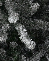 Árvore de Natal Pinheiro Azul Clássico Nevado - Imagem 4