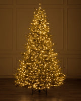 Árvore de Natal Pinheiro Norueguês do Norte - Imagem 5