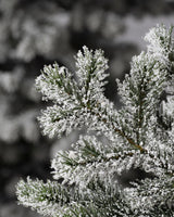 Árvore de Natal Pinheiro Yukon Nevado - Imagem 5